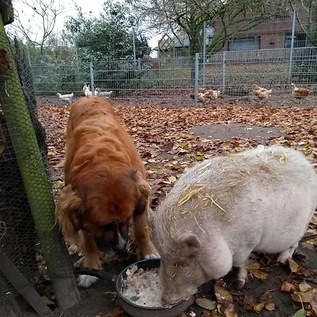 Darpvenner Diele 公寓 Ostercappeln