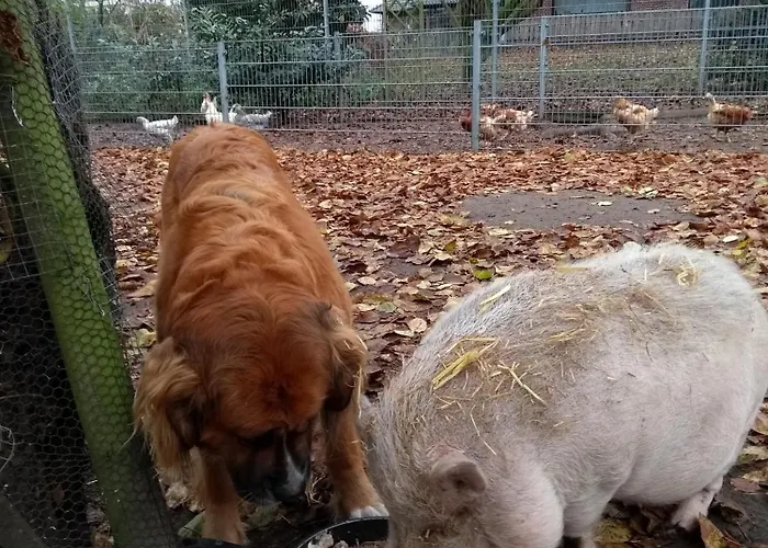 Darpvenner Diele 公寓 Ostercappeln